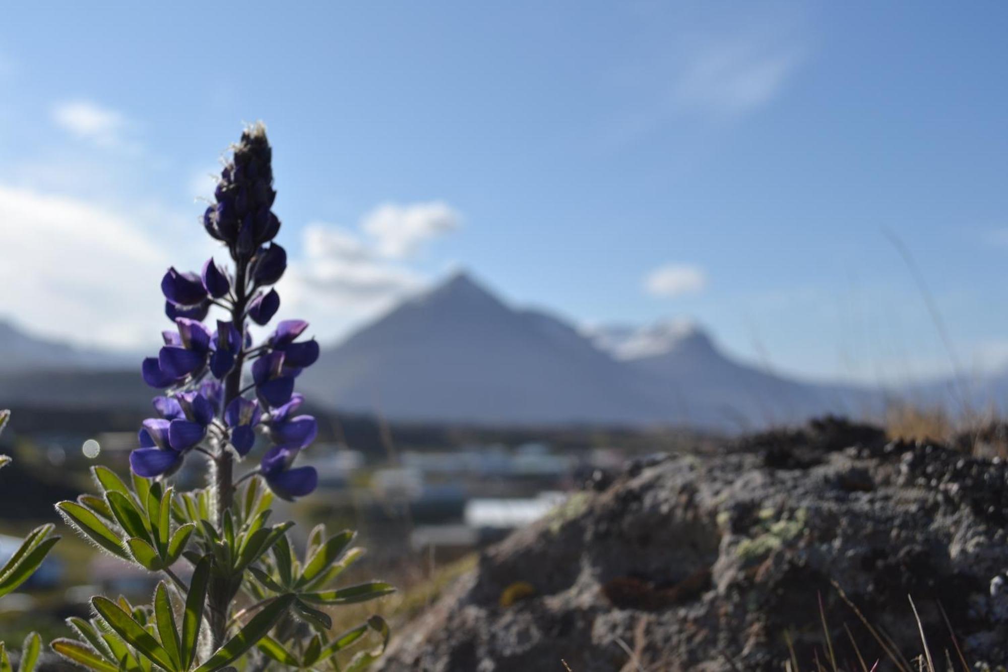 Hotel Framtid Djúpivogur Exteriér fotografie